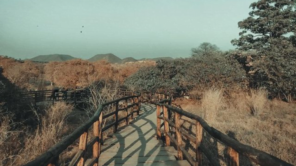 Jaipur Sand Dune Flora and Fauna